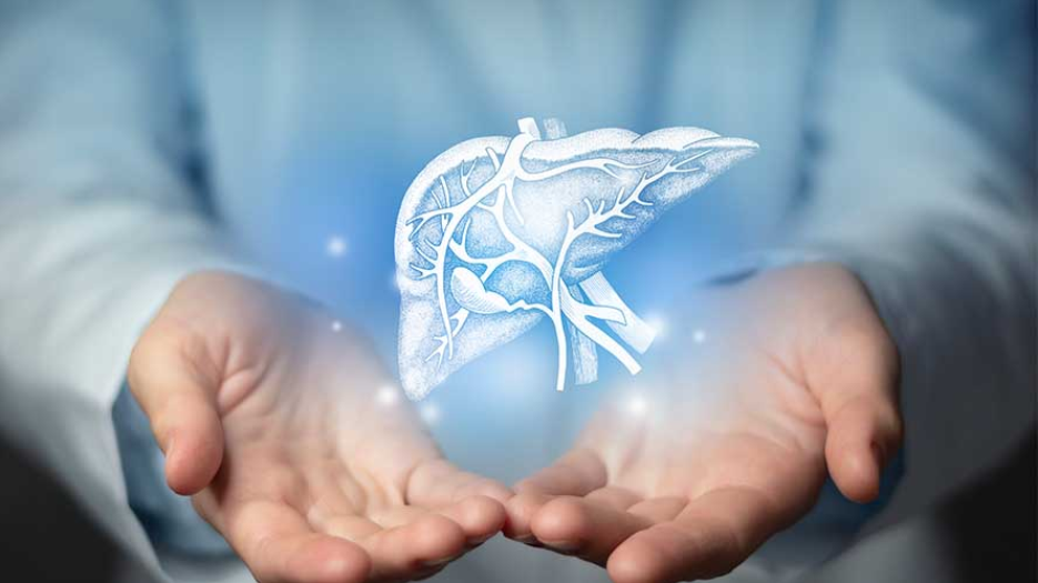 A medical professional has their hands open and holding an illustrated image of a liver